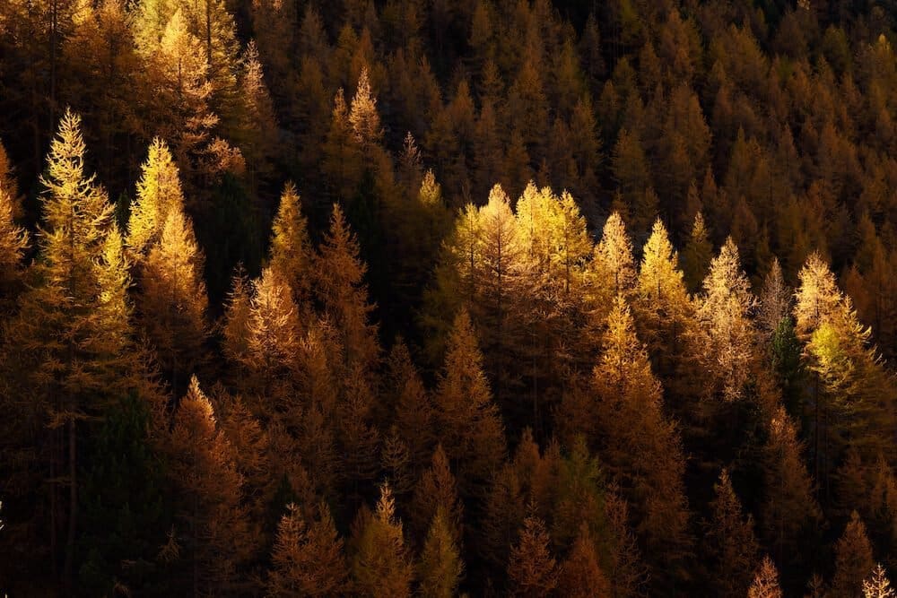 RVing with the larches this fall